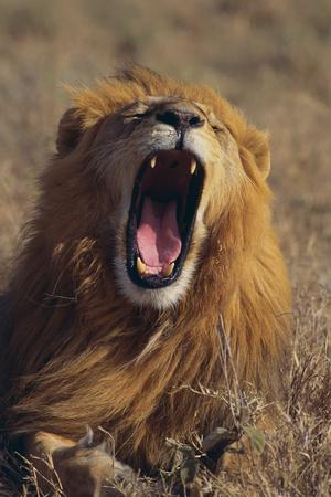 Photographic Print, , small