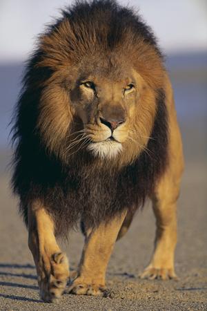 Photographic Print, , small