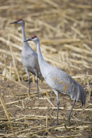 Photographic Print, , small