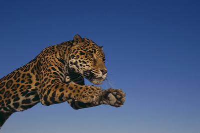 Photographic Print, , small