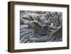 Marine Iguanas-DLILLC-Framed Photographic Print