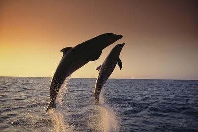 Photographic Print, , small