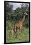 Giraffe Parent and Young-DLILLC-Framed Photographic Print