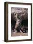 Young Spotted Hyenas-DLILLC-Framed Photographic Print