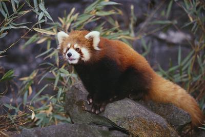 Photographic Print, , small