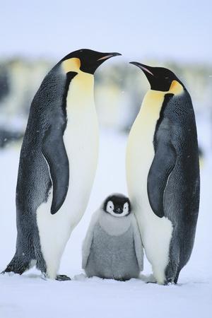 Photographic Print, , small