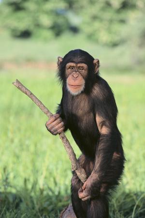 Photographic Print, , small