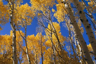 Photographic Print, , small