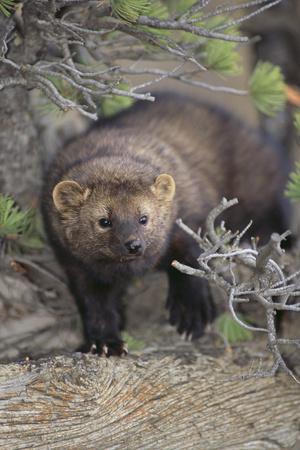 Photographic Print, , small