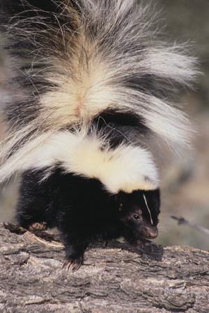 Photographic Print, , small