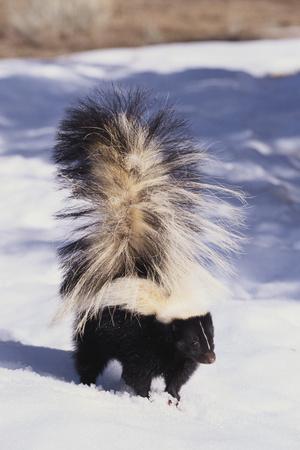 Photographic Print, , small