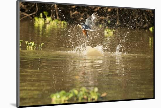 Ringed Kingfisher-Joe McDonald-Mounted Photographic Print