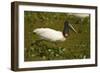 Jabiru Stork-Joe McDonald-Framed Photographic Print