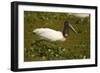 Jabiru Stork-Joe McDonald-Framed Photographic Print