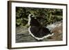 Nymphalis Antiopa (Mourning Cloak Butterfly, Camberwell Beauty)-Paul Starosta-Framed Photographic Print