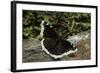 Nymphalis Antiopa (Mourning Cloak Butterfly, Camberwell Beauty)-Paul Starosta-Framed Photographic Print