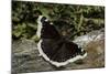 Nymphalis Antiopa (Mourning Cloak Butterfly, Camberwell Beauty)-Paul Starosta-Mounted Photographic Print