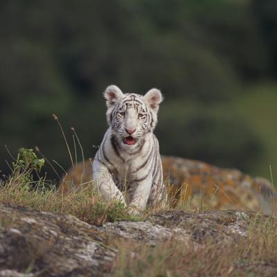 Photographic Print, , small