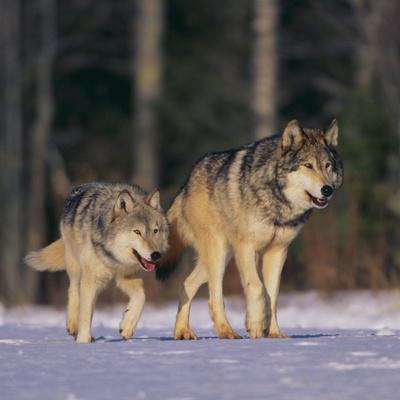 Photographic Print, , small