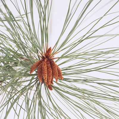 Photographic Print, , small