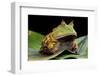 Pacman Frog Or Toad-kikkerdirk-Framed Photographic Print