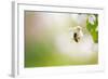 Honey Bee Enjoying Blossoming Cherry Tree On A Lovely Spring Day-l i g h t p o e t-Framed Photographic Print