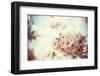 Vintage Photo of White Cherry Tree Flowers in Spring-Petr Jilek-Framed Photographic Print