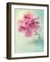 Peony Flower in a Vase-egal-Framed Photographic Print