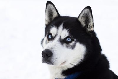 Photographic Print, , small