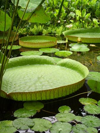 Photographic Print, , small