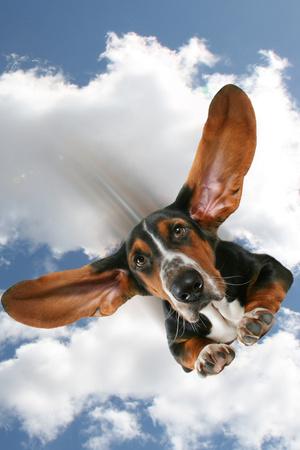 Photographic Print, , small