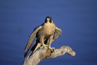 Photographic Print, , small