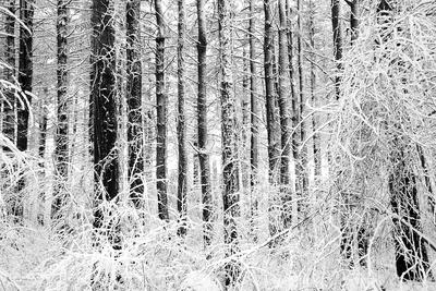 Photographic Print, , small