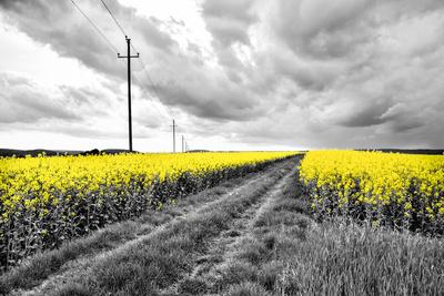 Photographic Print, , small