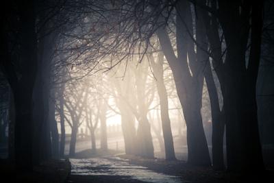 Photographic Print, , small