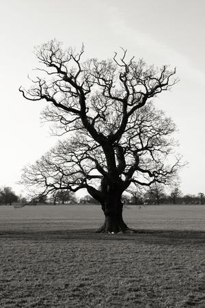 Photographic Print, , small