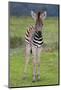 Zebra Baby-Four Oaks-Mounted Photographic Print