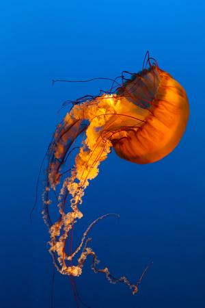 Photographic Print, , small