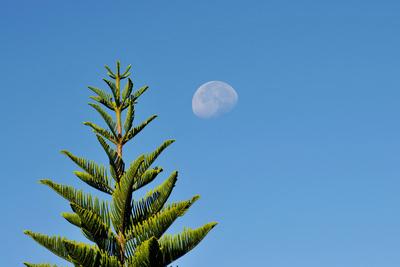 Photographic Print, , small