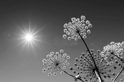 Photographic Print, , small