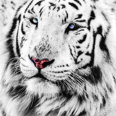 Photographic Print, , small