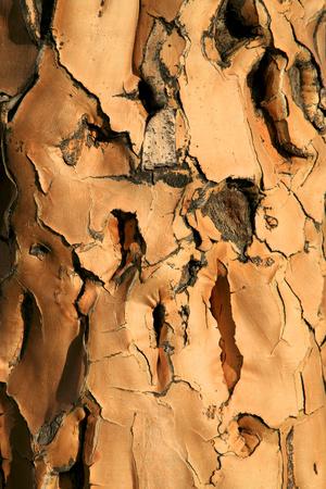 Photographic Print, , small