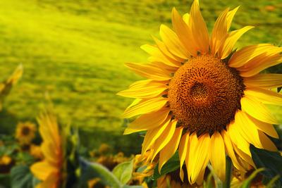 Photographic Print, , small