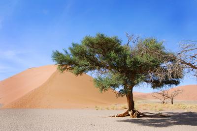 Photographic Print, , small