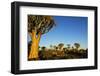 Desert Landscape at Sunrise with Granite Rocks and a Quiver Tree, Namibia-crystalfoto-Framed Photographic Print