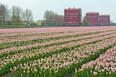 Photographic Print, , small