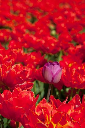 Photographic Print, , small
