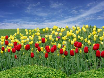 Photographic Print, , small