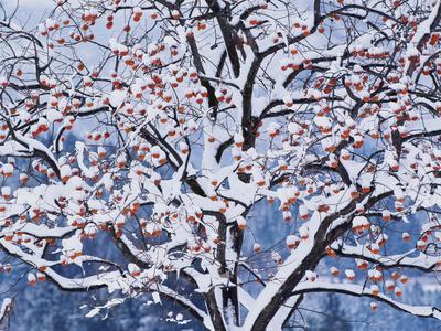 Photographic Print, , small