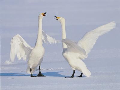 Photographic Print, , small